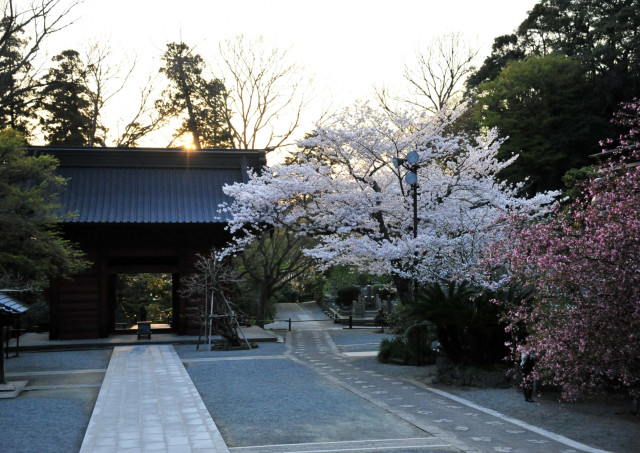 妙本寺「鎌倉妙本寺境内に咲く桜と海棠」